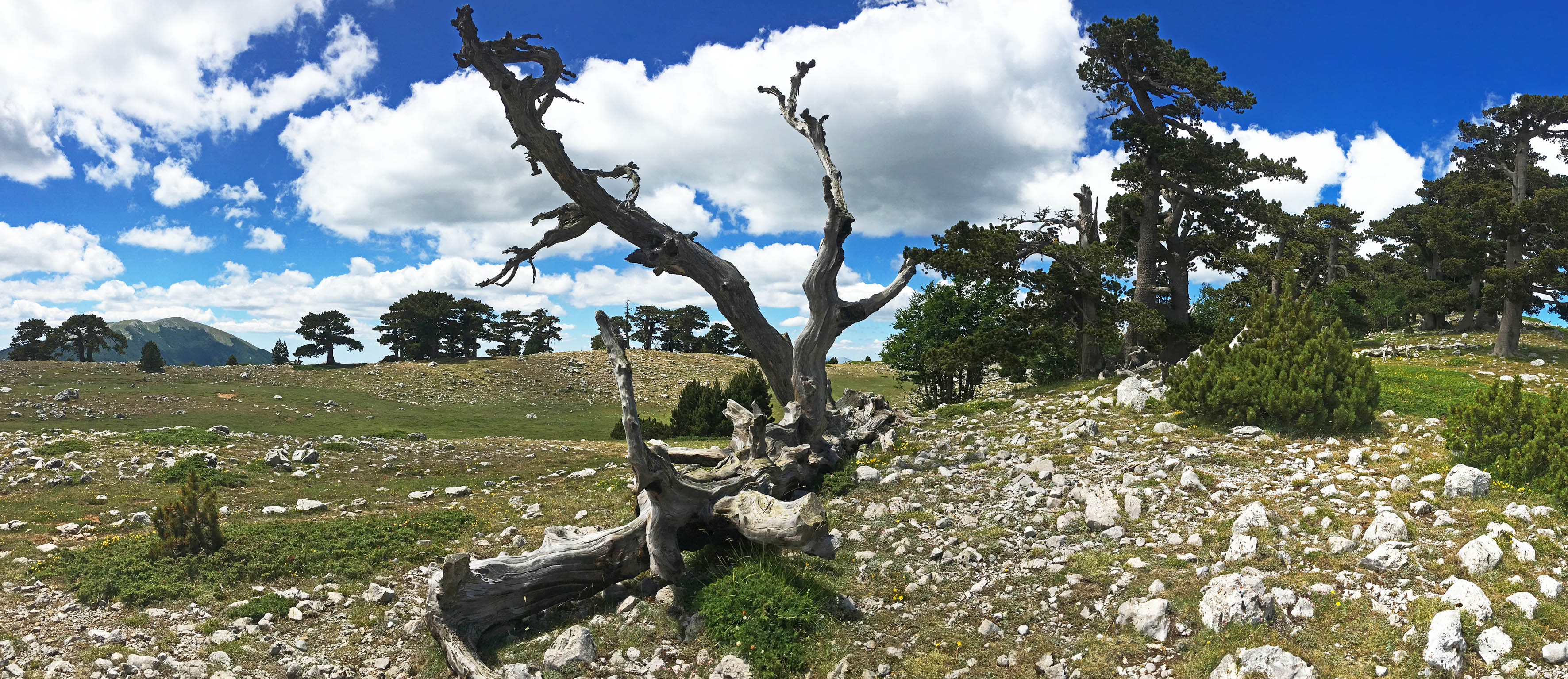 POLLINO TWIST Escursioni Nel Parco Nazionale Del Pollino